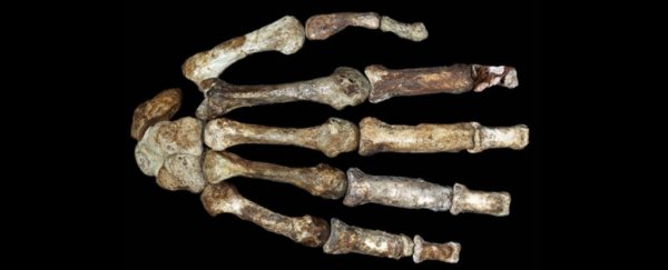 Tantalizing evidence hints ancient humans had stone tools before opposable thumbs