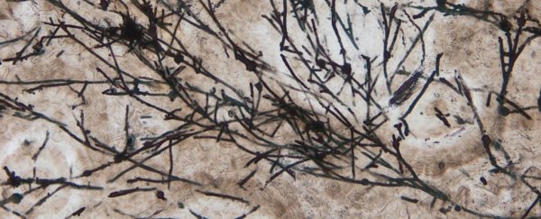 Here's how a 635 Million-Year-Old Microfossil may have helped thaw 'snowball Earth'
