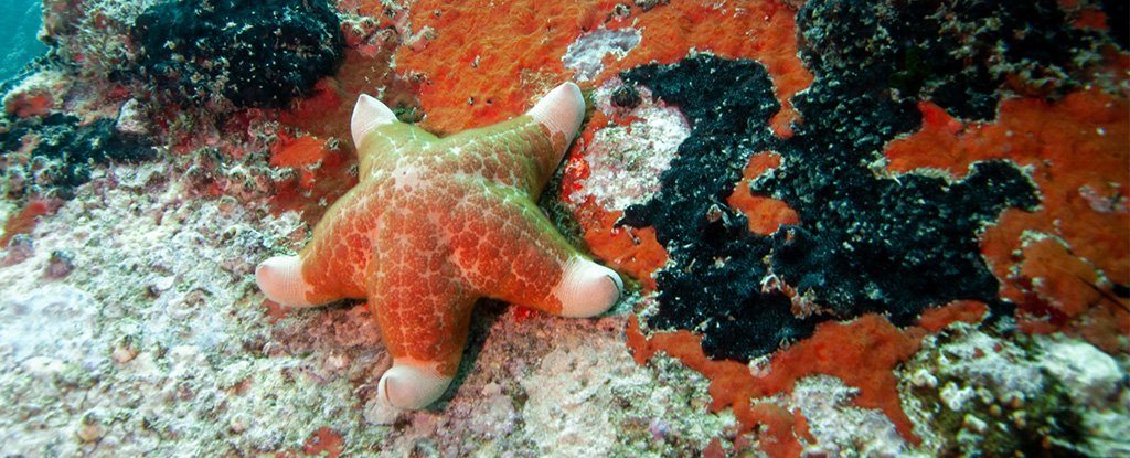 A horrible state that turns the starfish into a goo has finally been identified