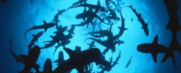 Shark deaths have left a 'gaping hole' in ocean life, chilling report shows