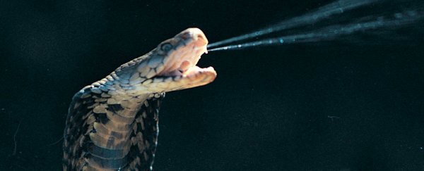Spitting cobra venom didn't evolve to kill – just to put us in a world of pain