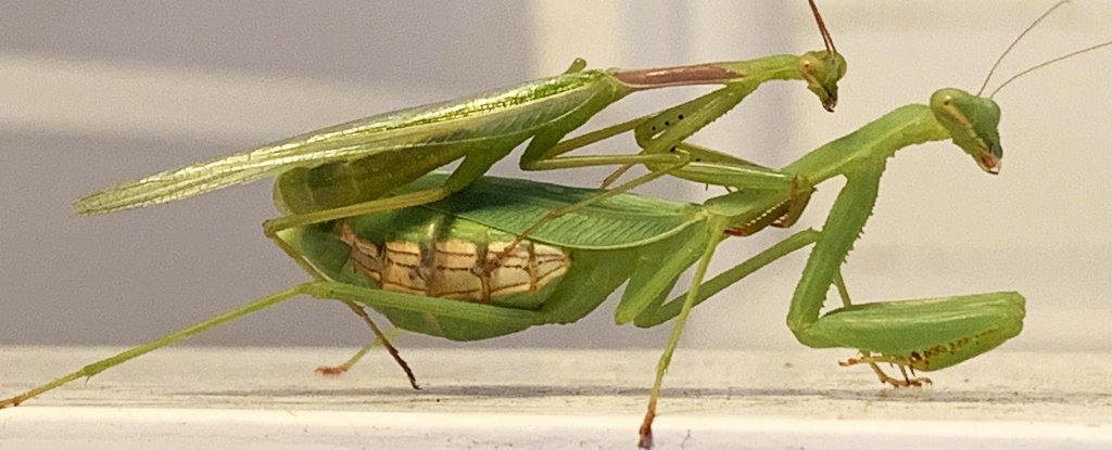 Male mantises have developed a vital trick to avoid decapitation after sex
