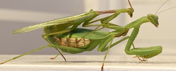 Male mantises evolved a vital trick to avoid being decapitated after sex