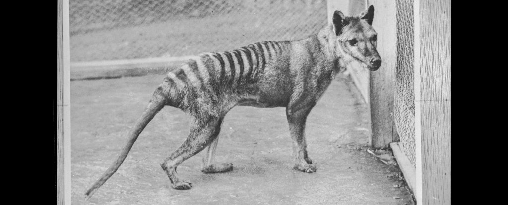 One of the last living thylacines, photographed at Beaumaris Zoo in 1936. 