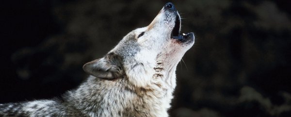 We may have dog friends because wolves once preferred different food, study suggests