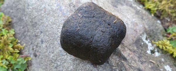 Wombats Are The Only Animals That Poop Cubes, And We Now Know How