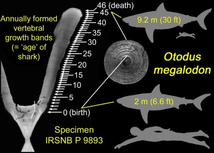 Megalodon Likely Grew So Big by Hatching in The Womb And Eating Unborn