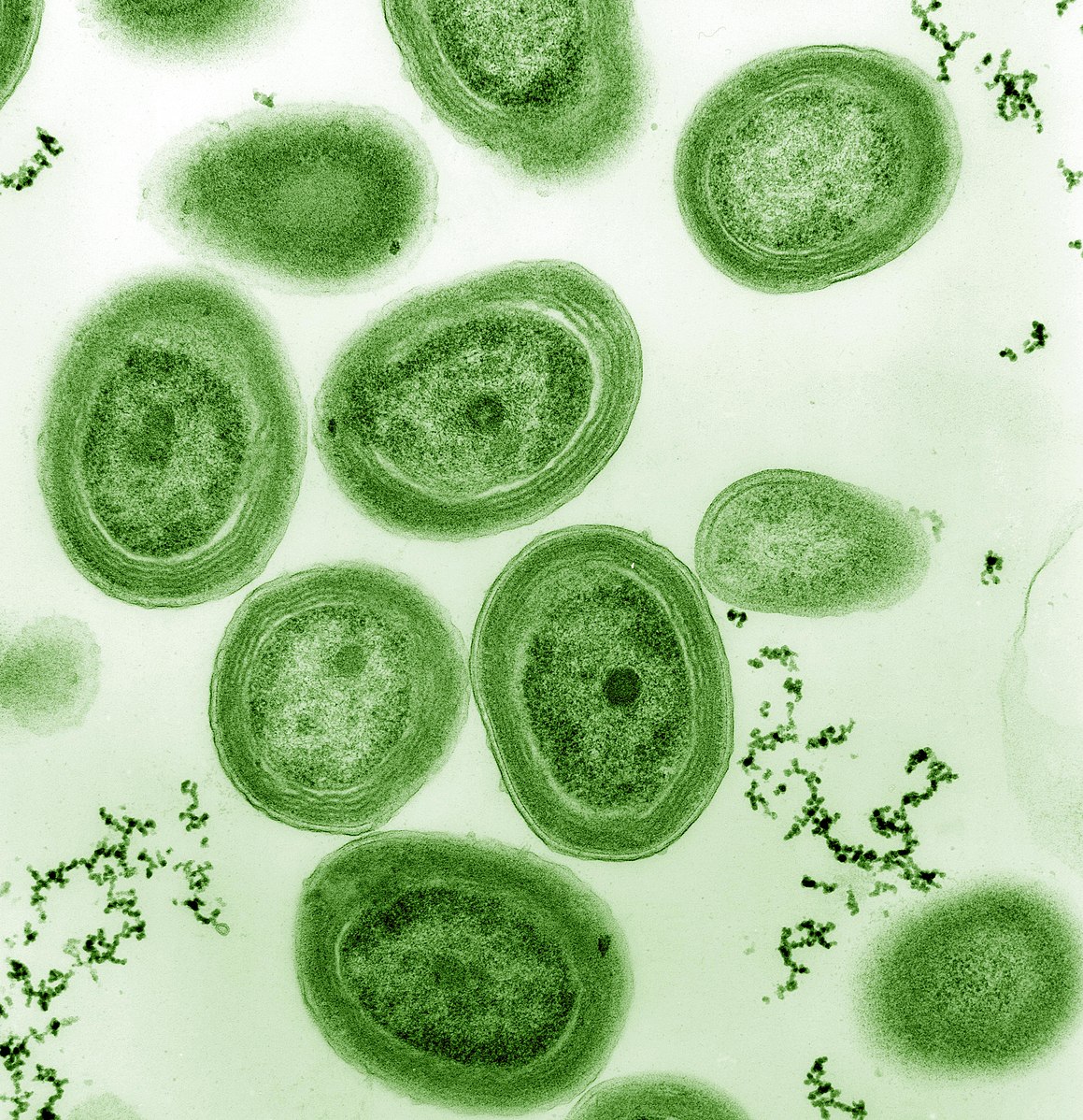 A species of the globally distributed marine cyanobacteria Prochlorococcus. (Luke Thompson, Chisholm Lab/Nikki Watson, MIT)
