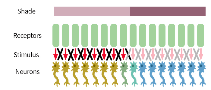 diagram inhibition receptors