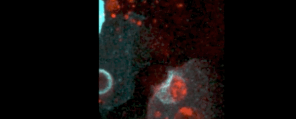 The very first signs of an immune response have been filmed in a developing embryo