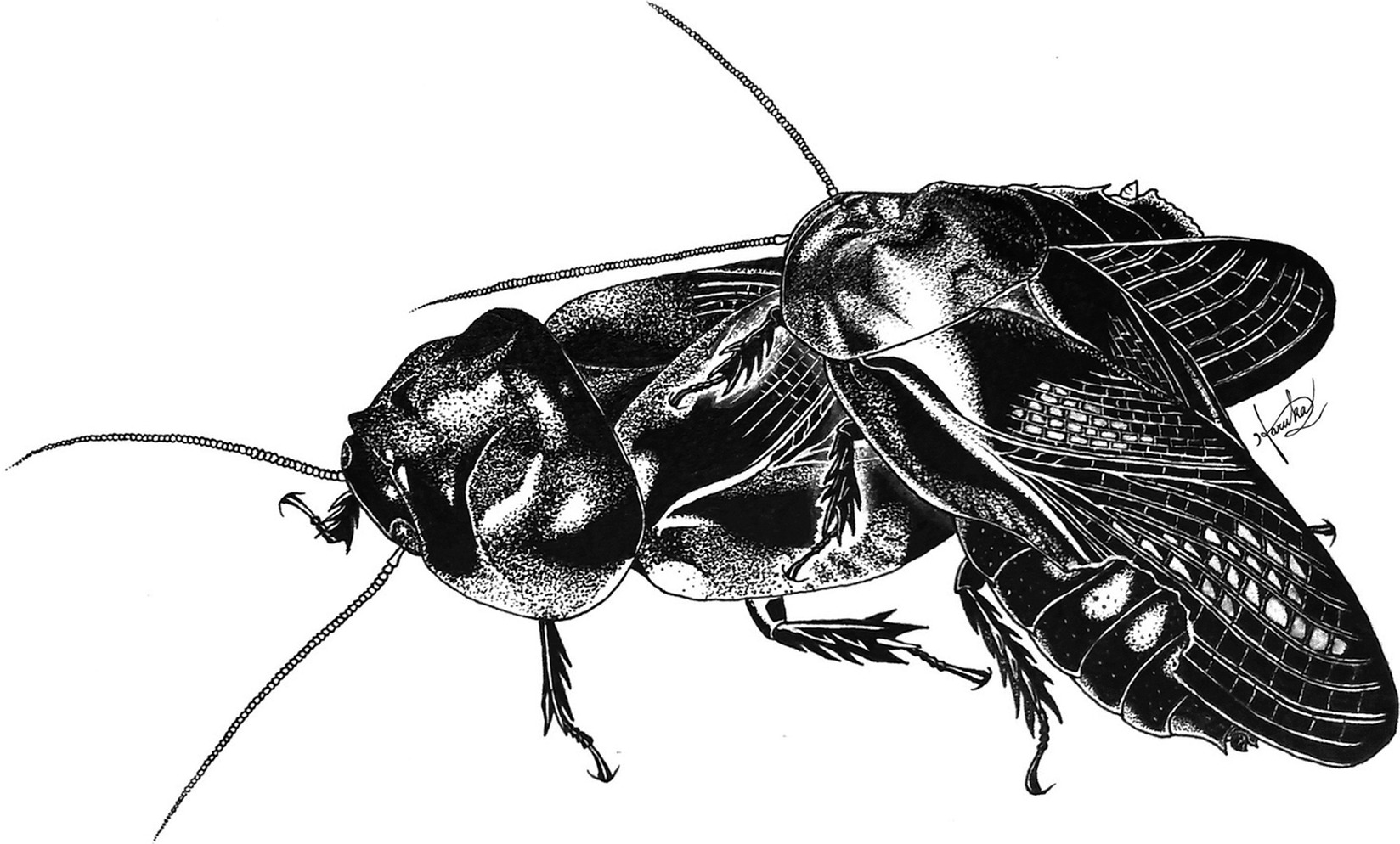 These Cockroaches Start Eating Each Other After Sex, And Not Because They're Hungry