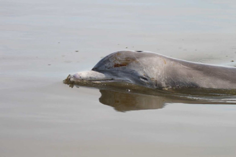 Oiled dolphin swimming through Bay Jimmy in Northern Barataria Bay, Louisiana. (Louisiana Department of Wildlife and Fisheries)