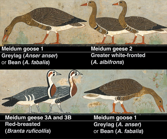 Representations and scientific names of the six Meidum geese