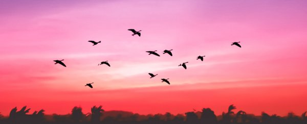 Birds use an invisible 'map' to find their way in faraway places they've never seen