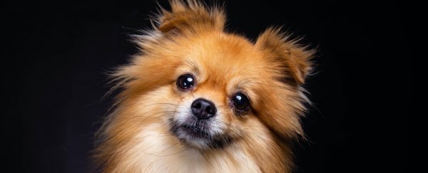 Scientists say this simple test can identify whether your dog is a genius