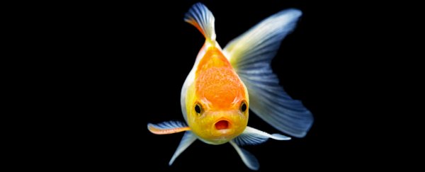 A peculiar side effect of prozac: Fish swimming in our waste lose their individuality