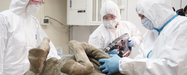 Russian scientists are probing prehistoric viruses emerging from Siberian permafrost