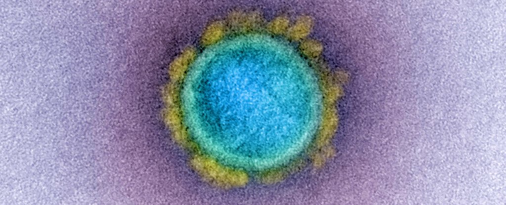 A SARS-CoV-2 virus particle. 