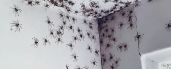 Weather phenomenon triggers nightmarish spider infestations in Australian homes