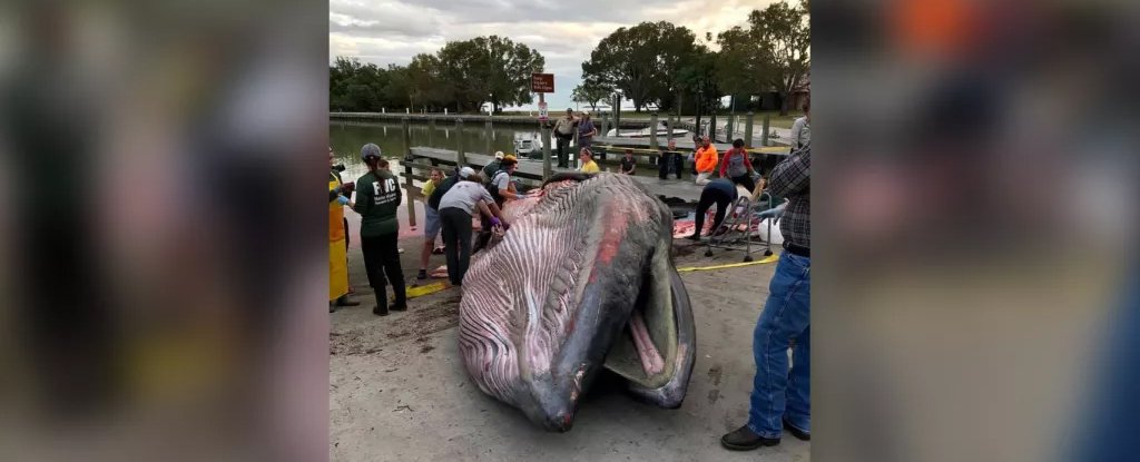 Stranded Rice whale, Florida, January 2019. 