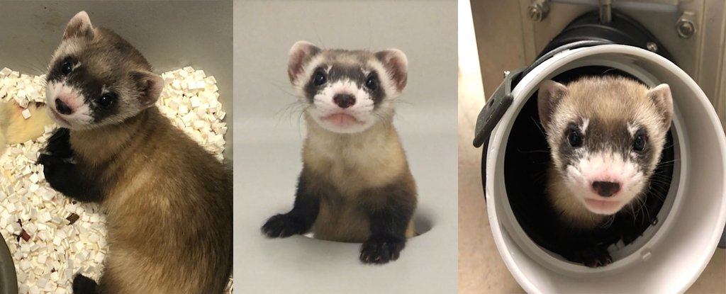 Scientists Clone Endangered Black-Footed Ferret For The First Time And  She's Adorable : ScienceAlert