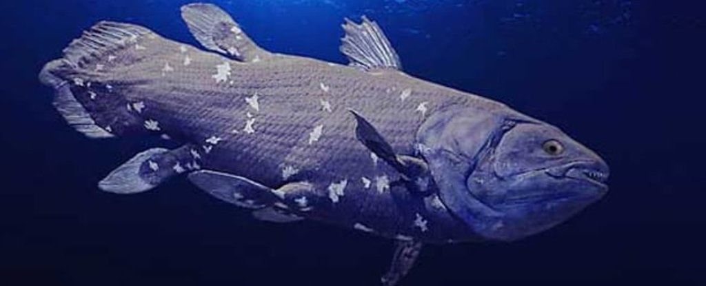 Photo of Bizarre Coelacanth