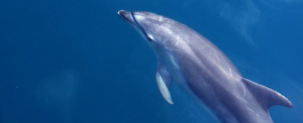 Decades after the Deepwater Horizon oil spill, local dolphins are still suffering