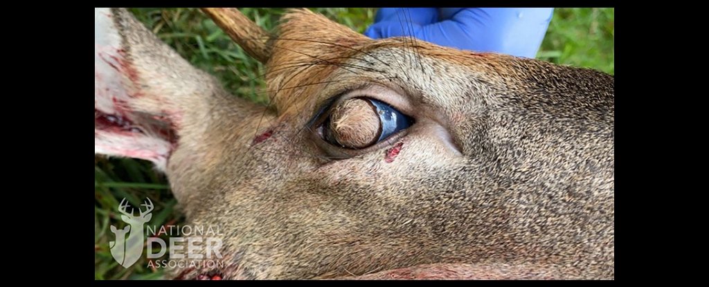 Deer have developed hairy eyeballs due to their rare, bizarre condition