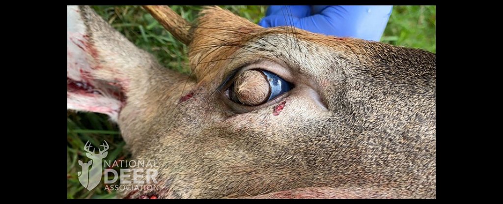 Deer Developed Hairy Eyeballs Due to Rare, Bizarre Condition