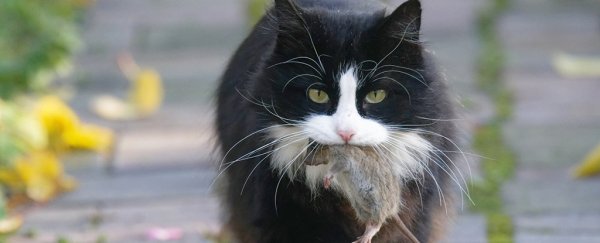 Scientists Find a Simple Way to Make Your Cat Hunt Less Wildlife - Change Its Diet