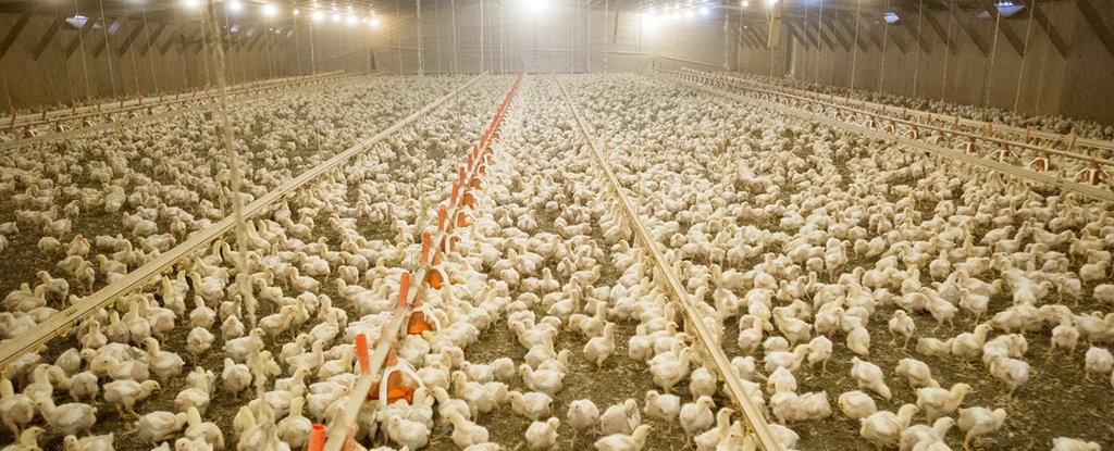 Russia has just warned WHO about the world’s first case of H5N8 avian influenza in humans