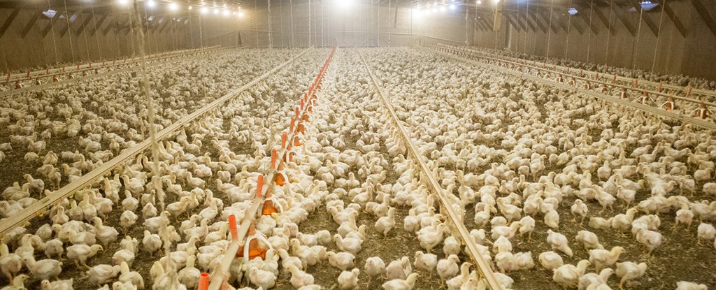 Chickens on a farm in Maryland. 