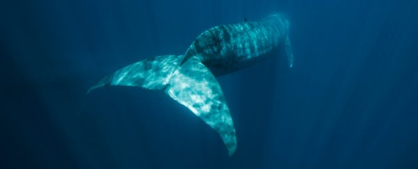 Anxiety-inducing satellite data shows blue whales trying to dodge boats in Patagonia