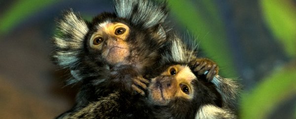 Marmosets prefer it when another monkey shows an interest in helping others