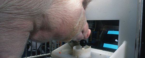 Why it matters that some pigs are actually pretty good at playing video games