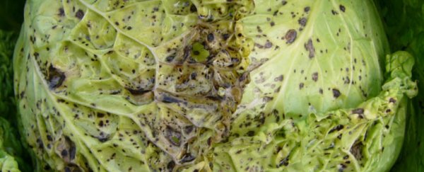 Scientists find a virus that's evolved to protect its host - depending on the weather