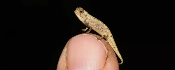 World's smallest reptile fits on your fingertip - and has humongous genitals