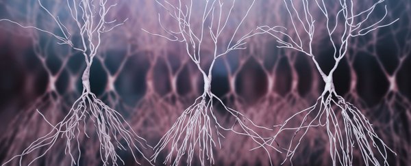 For the First Time, Scans Link Childhood Stress With Changes to Key Adult Brain Regions