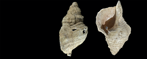 Listen to the Haunting Sound of a Conch Horn Played for the First Time in 17,000 Years
