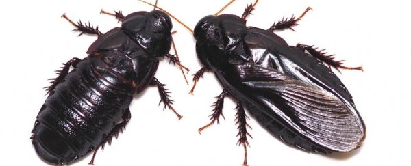 These cockroaches start eating each other after sex, and not because they're hungry