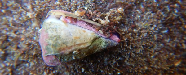 Neurotoxins in sea snail venom could lead to new treatments for severe malaria