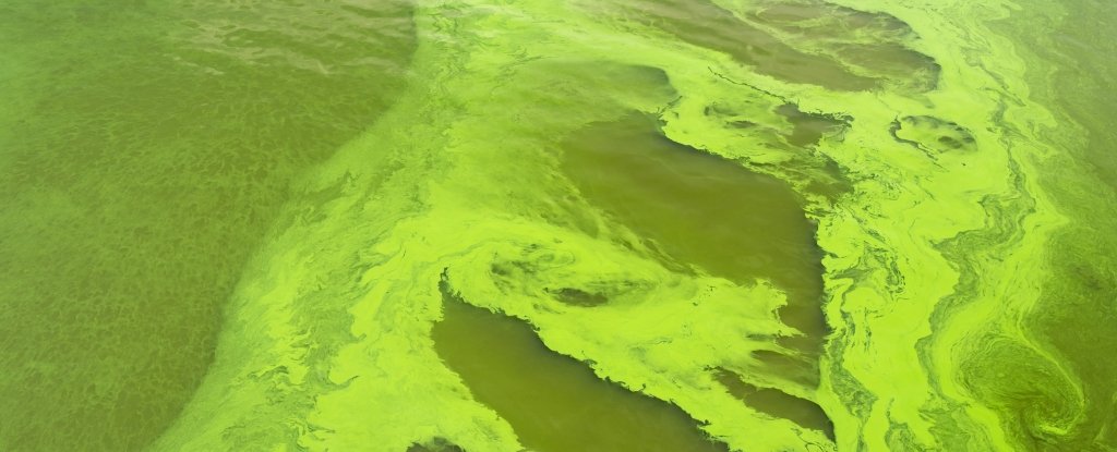 Blue-green algae could help keep people alive on Mars, the experiment suggests