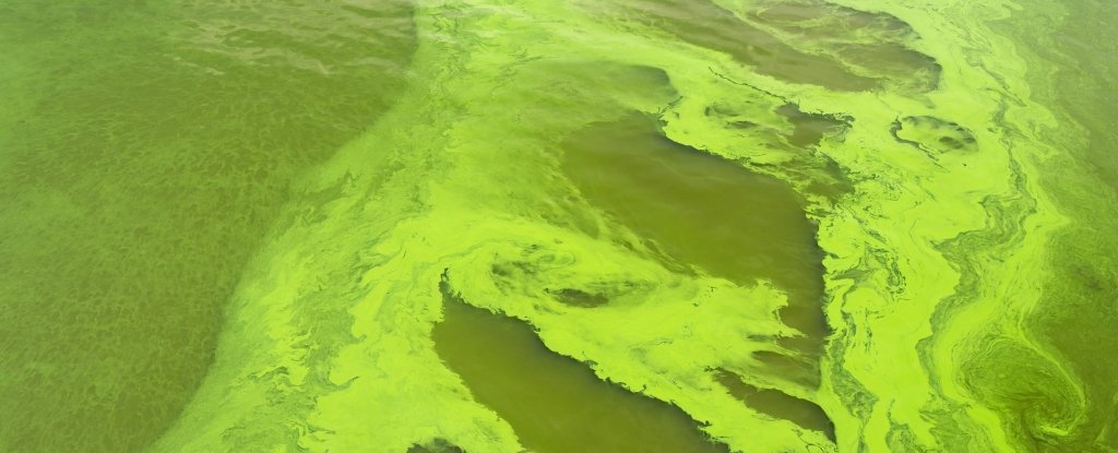 Blue-green algae can help keep people alive on Mars, suggests