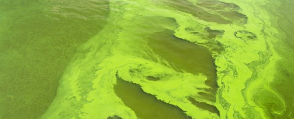 Blue-green algae could help keep humans alive on Mars, experiment suggests