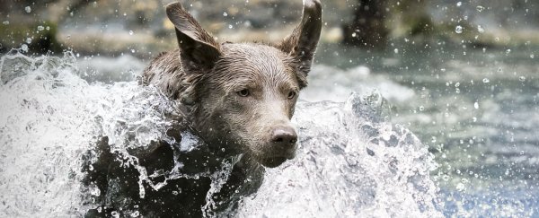 Curious test reveals dogs have a stunning awareness of themselves
