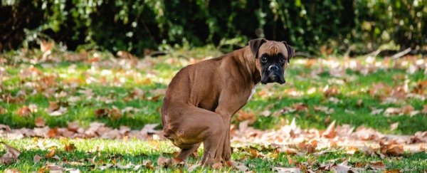 A dog pooping on grass.