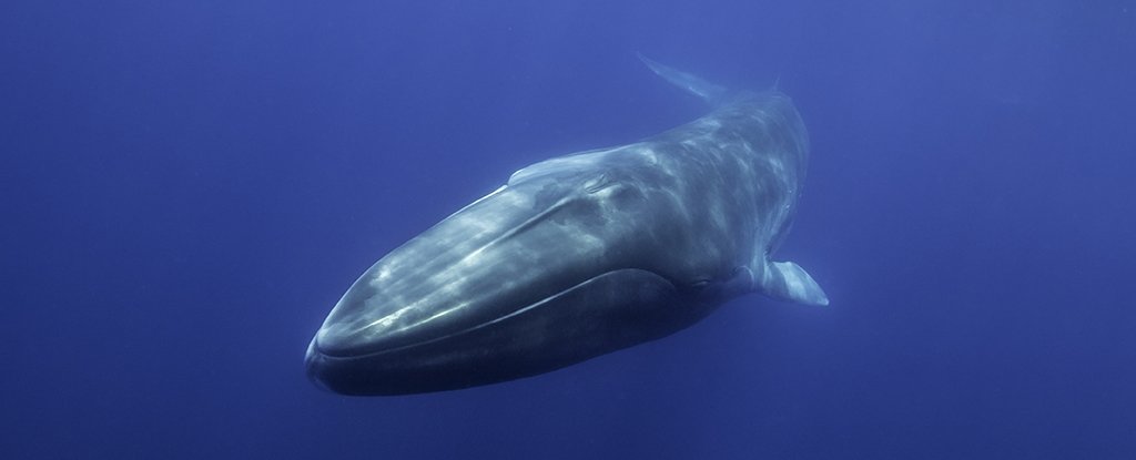 Whale song obsessive music is an ocean of untapped seismic data, scientists say