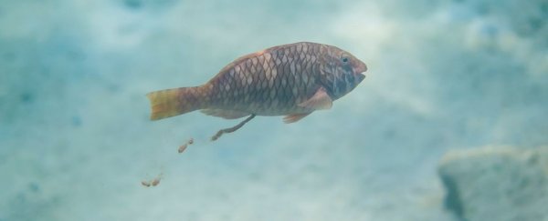 Why scientists just ran numbers on all the fish poop in the world's oceans