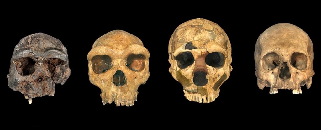 From left to right, the skulls of Homo erectus, Homo heidelbergensis, Homo neanderthalensis and Homo sapiens. 