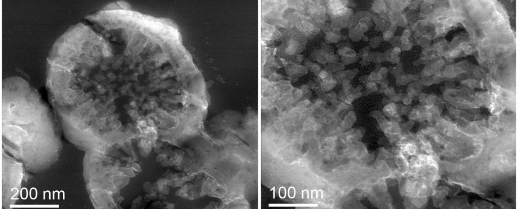 Cells of M. sedula grown on Martian meteorite. 